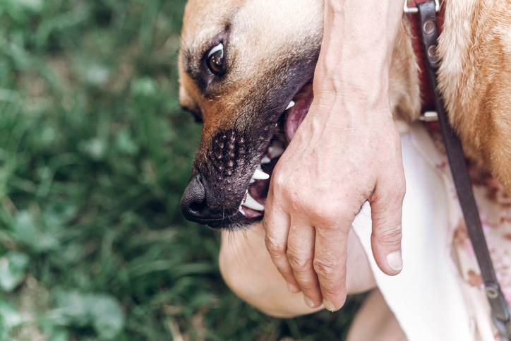 stop-your-dog-from-biting