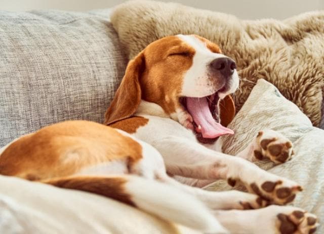 dog-yawn-meaning