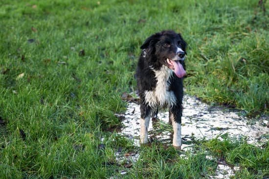 Ivermectin-Be-Given-to-Collies