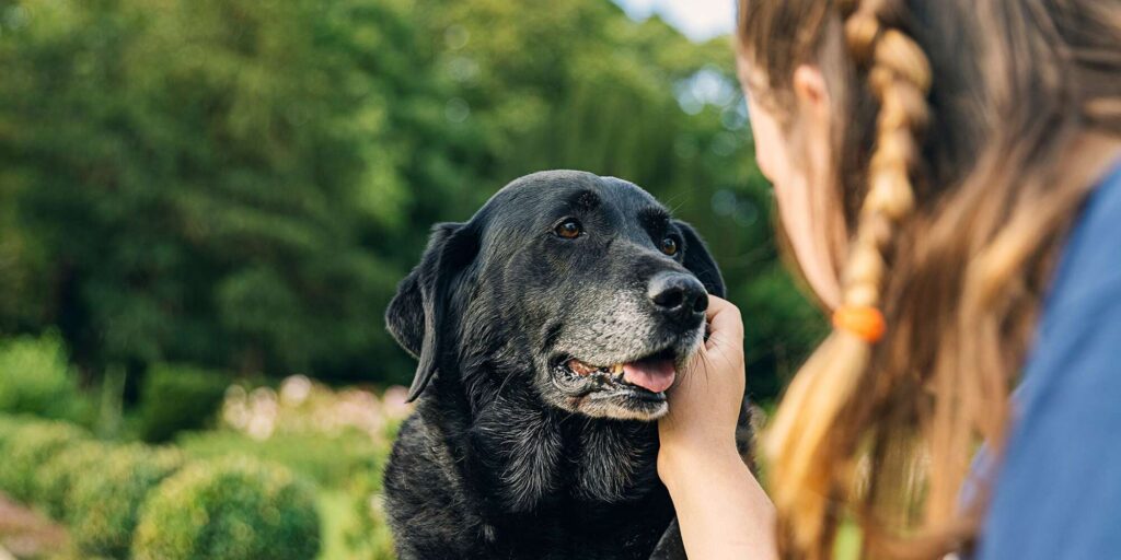 health-problems-in-senior-dogs