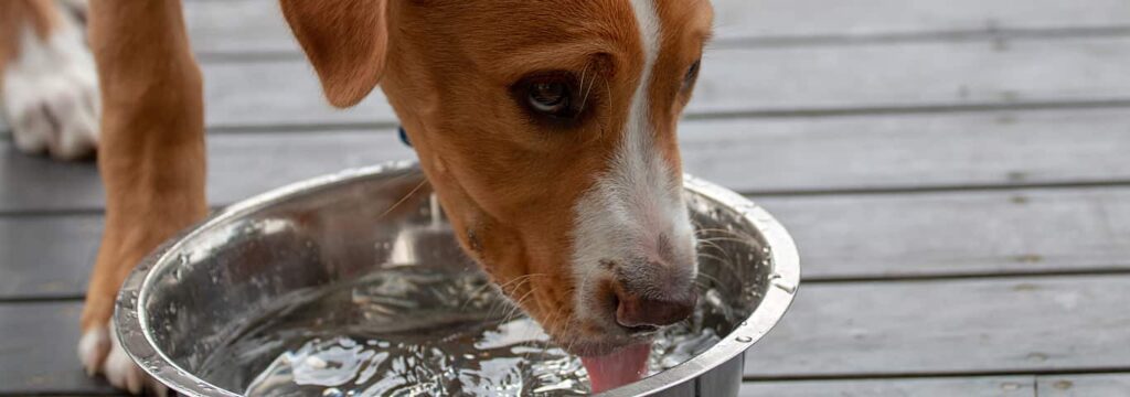 senior-dog-drinking-a-lot-of-water