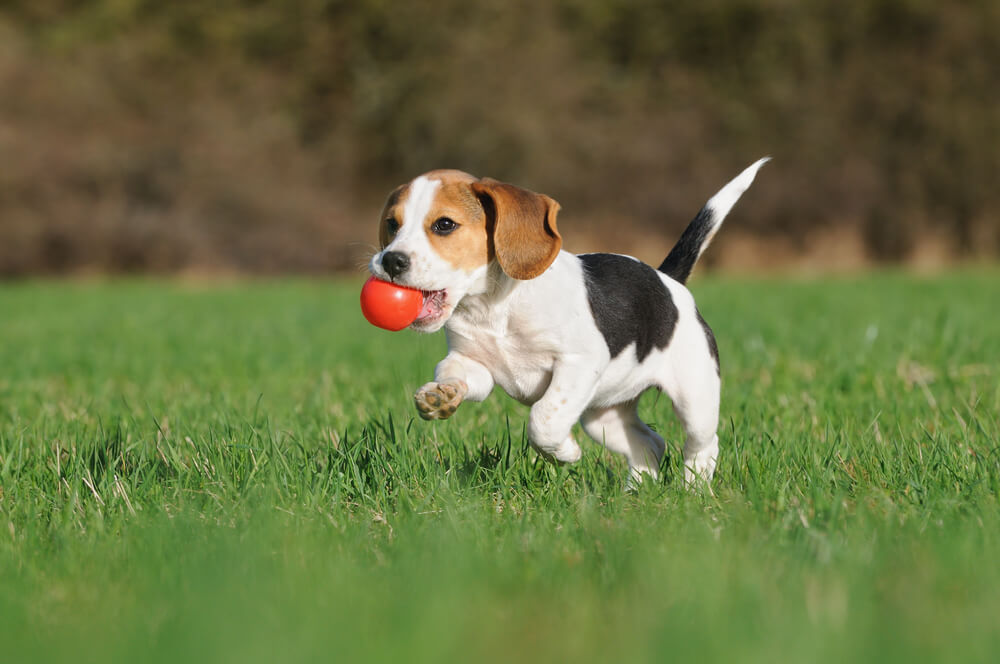 Beagle-Dog-Breed