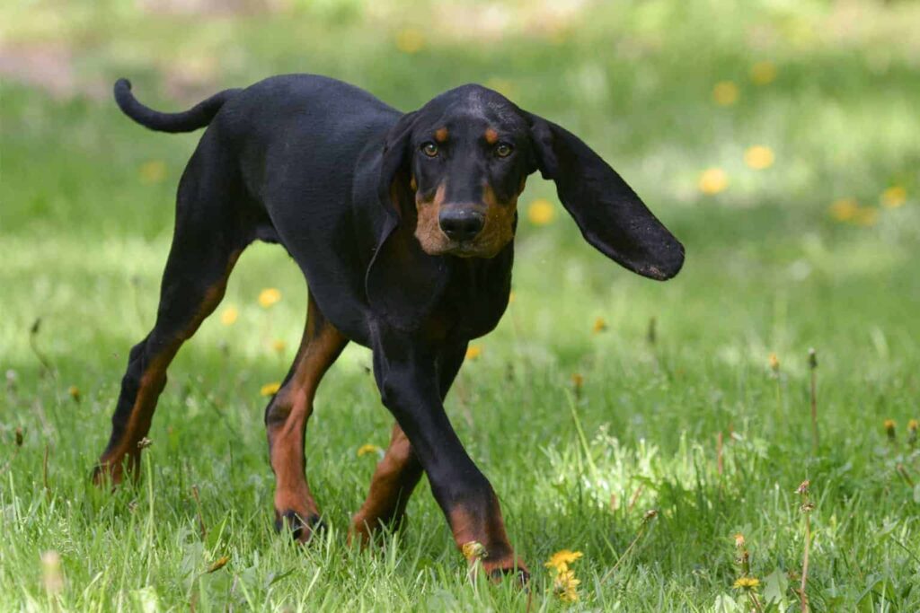 Black-and-Tan-Coonhound