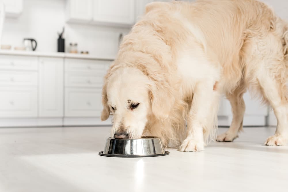 Bland-Diets-for-Dog