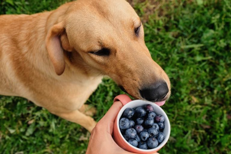 Can-Dogs-Eat-Blueberries