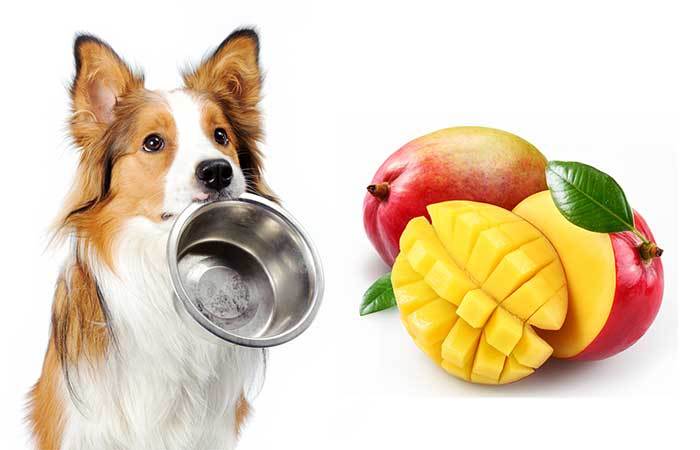 Can-Dogs-Eat-Mango