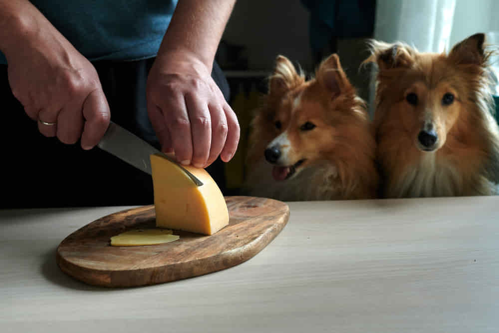 Can-Dogs-Eat-Parmesan-Cheese