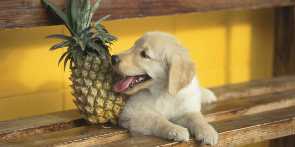 Can-Dogs-Eat-Pineapple