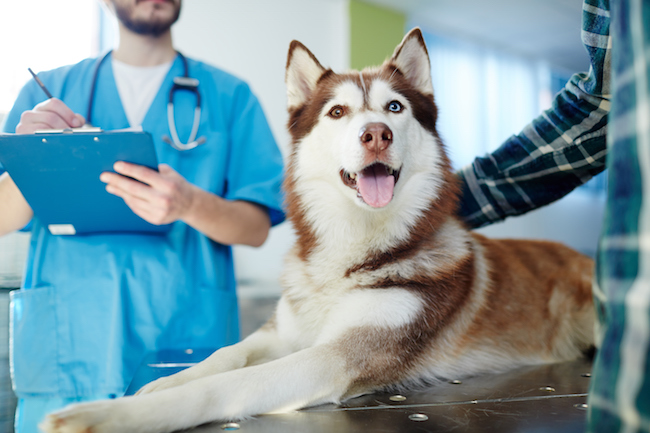 ways-to-get-dog-be-happy-when-go-to-the-vet