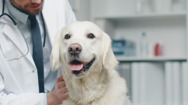 Dexamethasone-for-Dogs