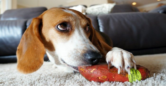 Dog-Eat-Sweet-Potatoes