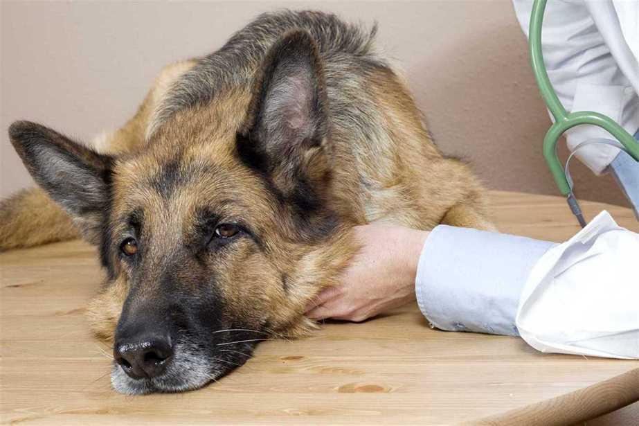 Dogs-with-Kidney-Disease