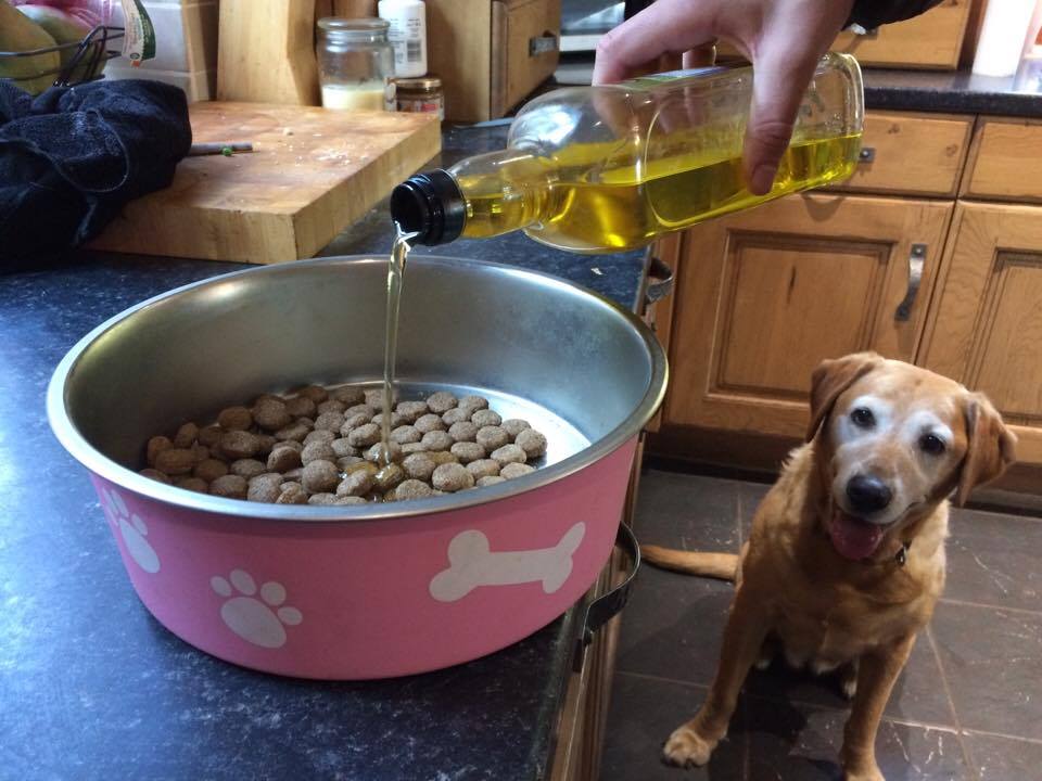 Olive-oil-for-dog