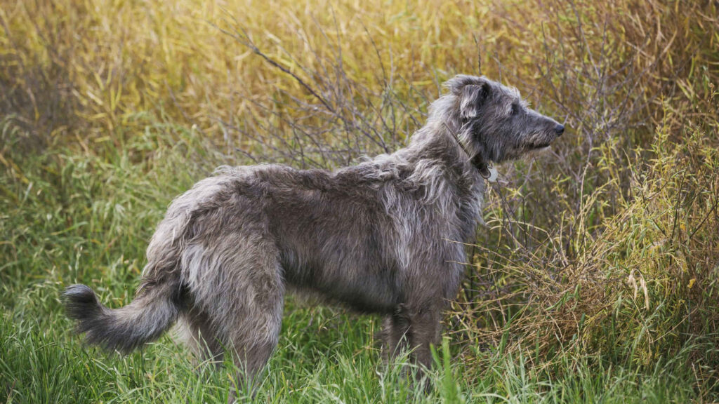 Scottish-Deerhound