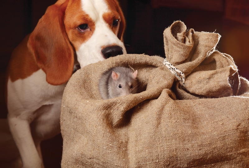 Treat-Rat-Poisoning-in-Dogs