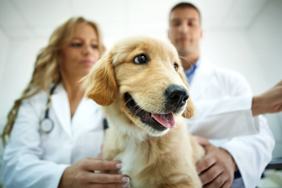 Understanding-the-Costs-of-Veterinary-Care
