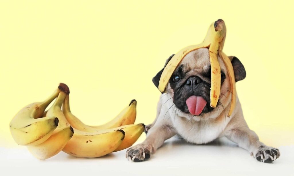 can-dogs-eat-apples-bananas