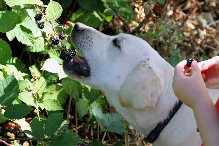 can-dogs-eat-blackberries