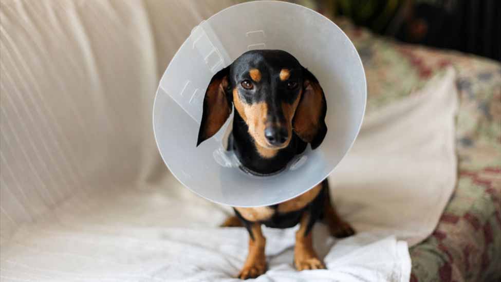 how-to-tell-male-dog-neutered