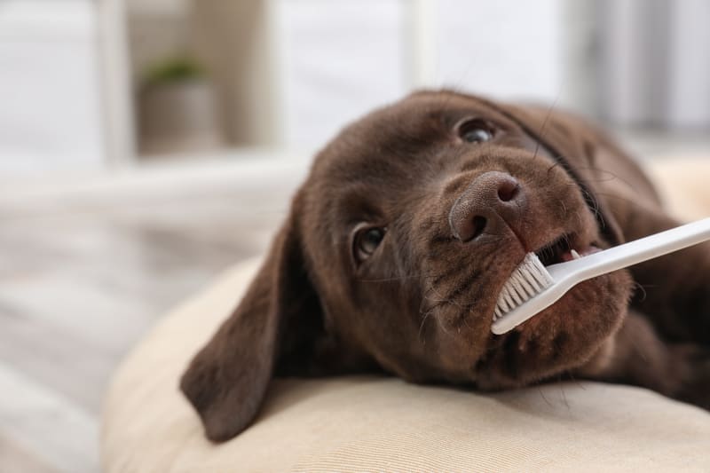 7-ways-to-keep-your-dog-teeth-clean