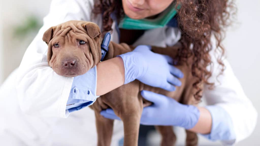 the-Surgical-Procedure-to-Neuter-a-Dog