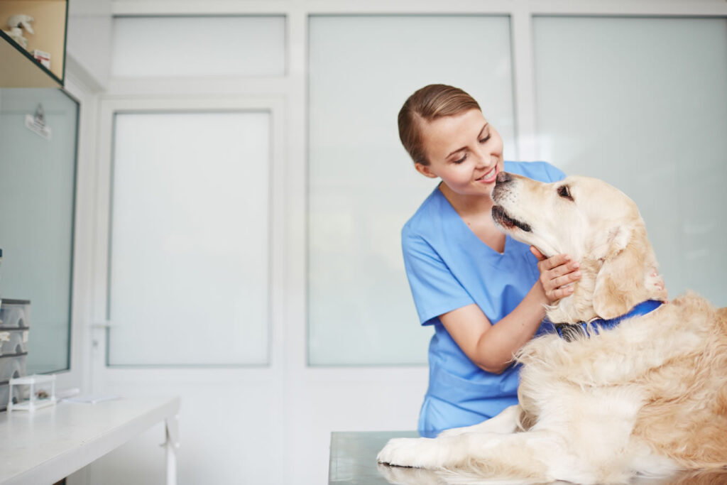 ways to get dog be happy when go to the vet 