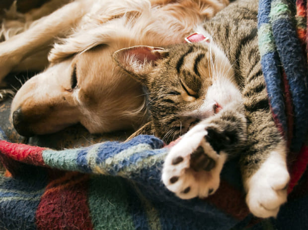 10-Reasons Why-Cats-Make-Better-Pets-Than-Dogs