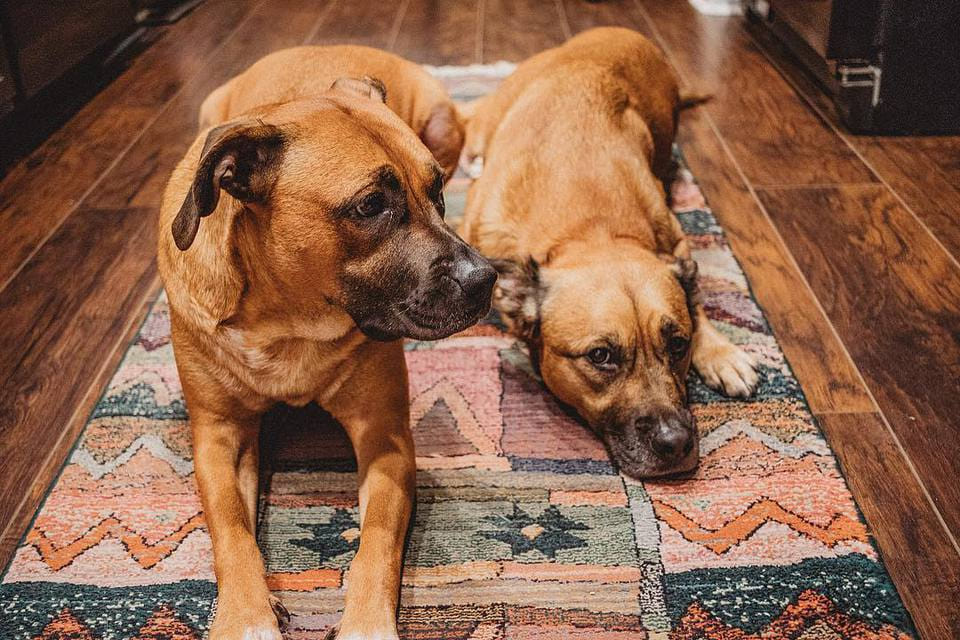 6-Reasons-Why-Two-Dogs-Are-Better-Than-One