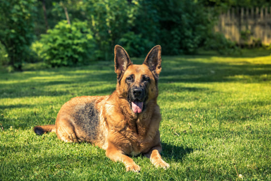 Adopting-Retired-Police-Dogs