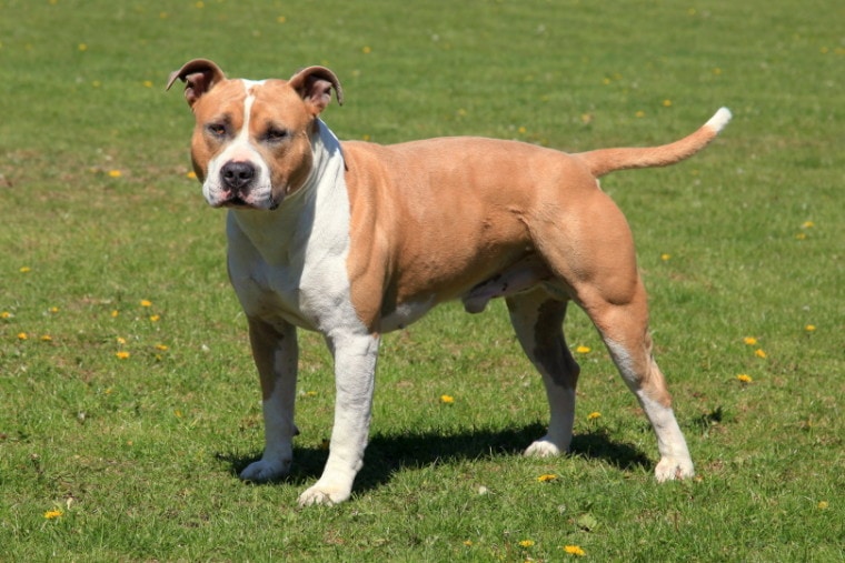 American-Staffordshire-Terrier