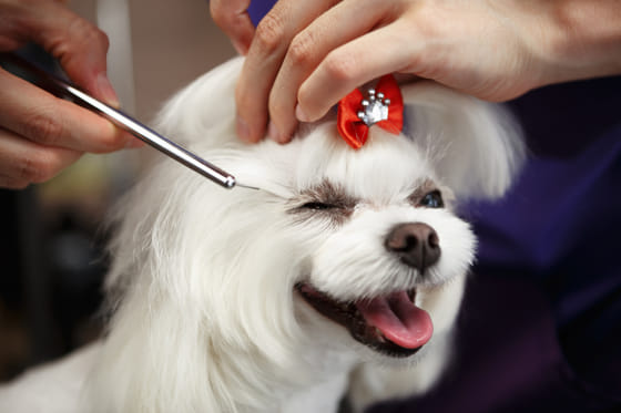 Best-Dog-Grooming-Services