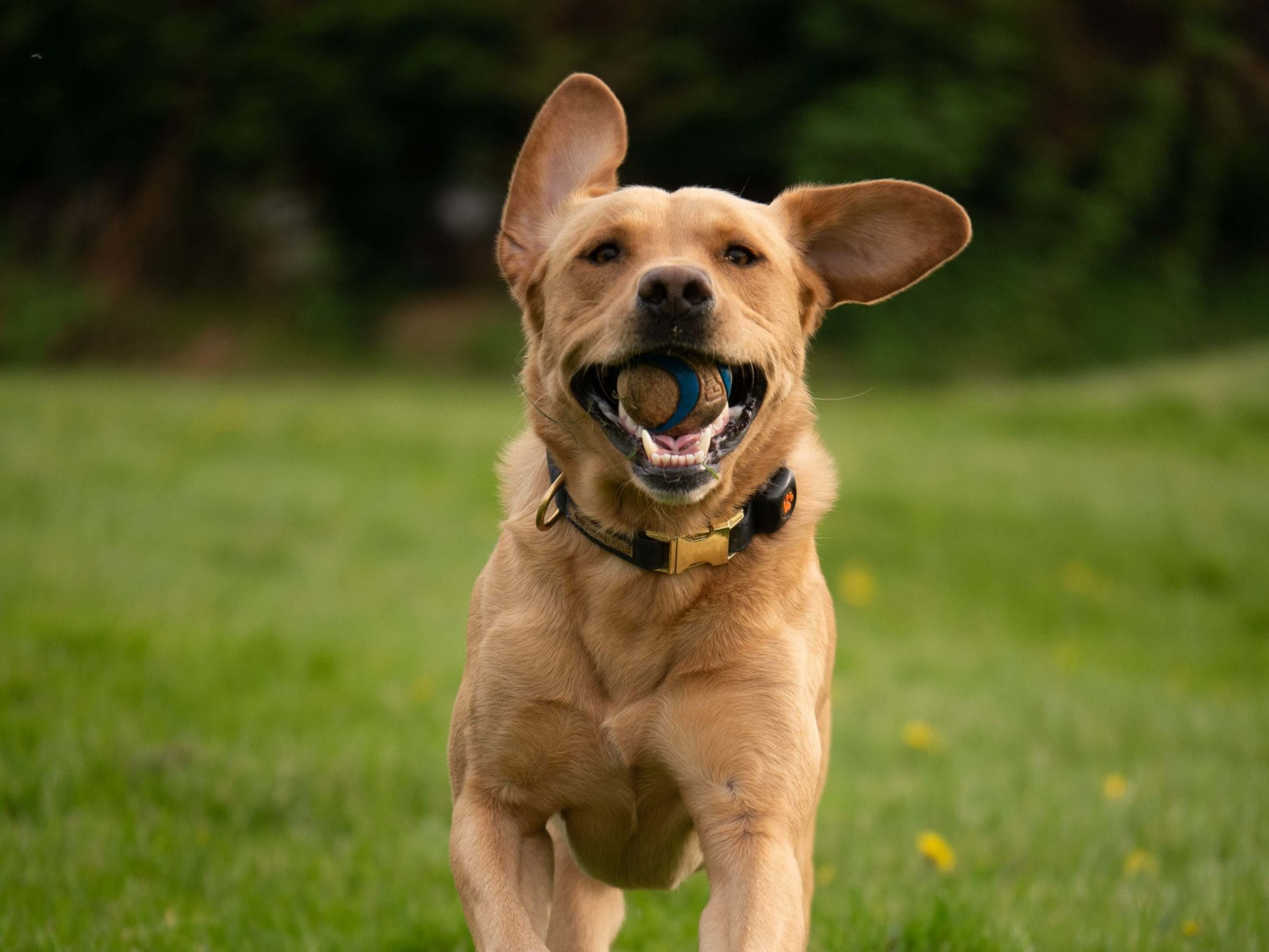 10 Best Dog Breeds for First-Time Owners : Dog Breed Characteristics & Care