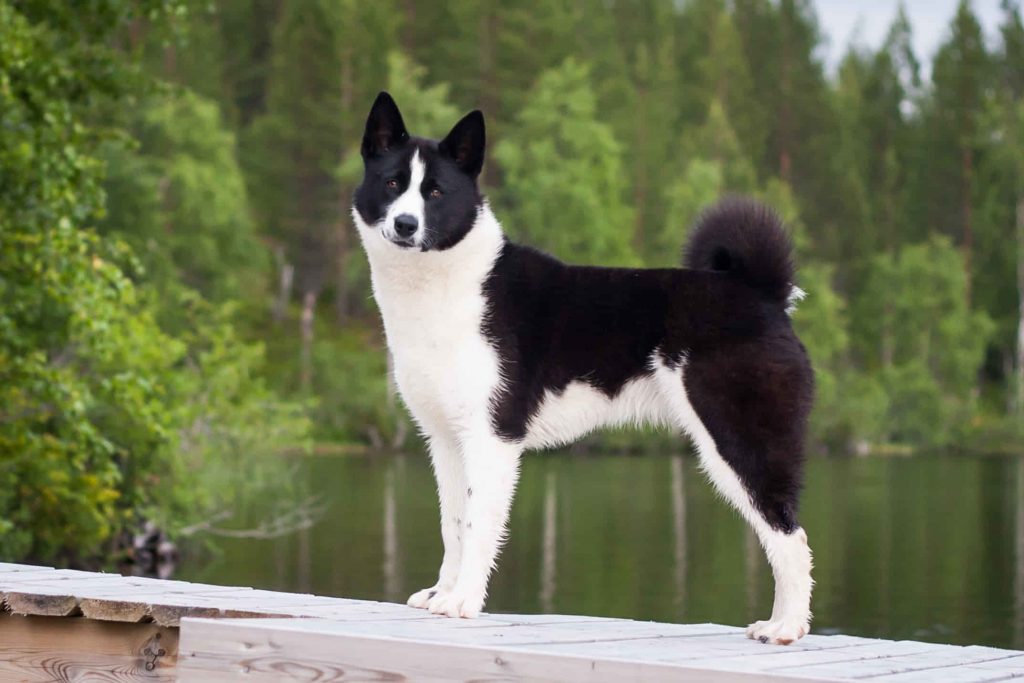 Karelian-Bear-Dog