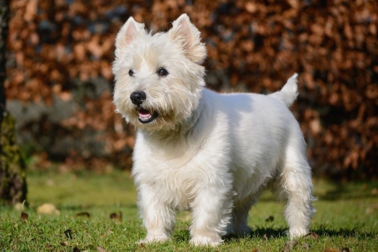 West-Highland-white-terrier