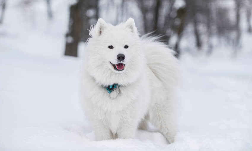 Dog-Breeds-That-Love-Cold-Weather
