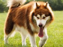Top 10 Dog Breeds for Hot Weather
