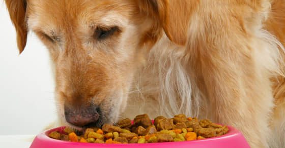 Inception Dog Food Review: Great Nutrition At A Great Price