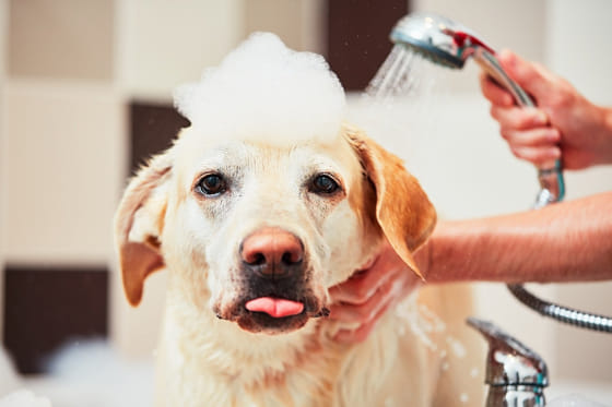 How-Often-Should-You-Wash-Your-Dog