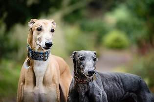 How-to-Adopt-Retired-Racing-Greyhounds