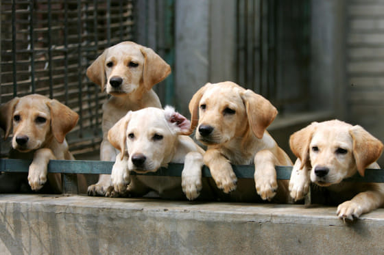 How to Avoid Bad Dog Breeders and Backyard Breeders: Dog Breed Characteristics & Care