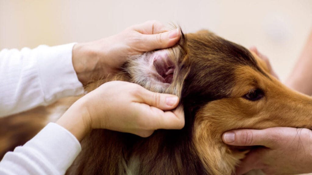 How-to-Clean-Your-Dog's-Ears