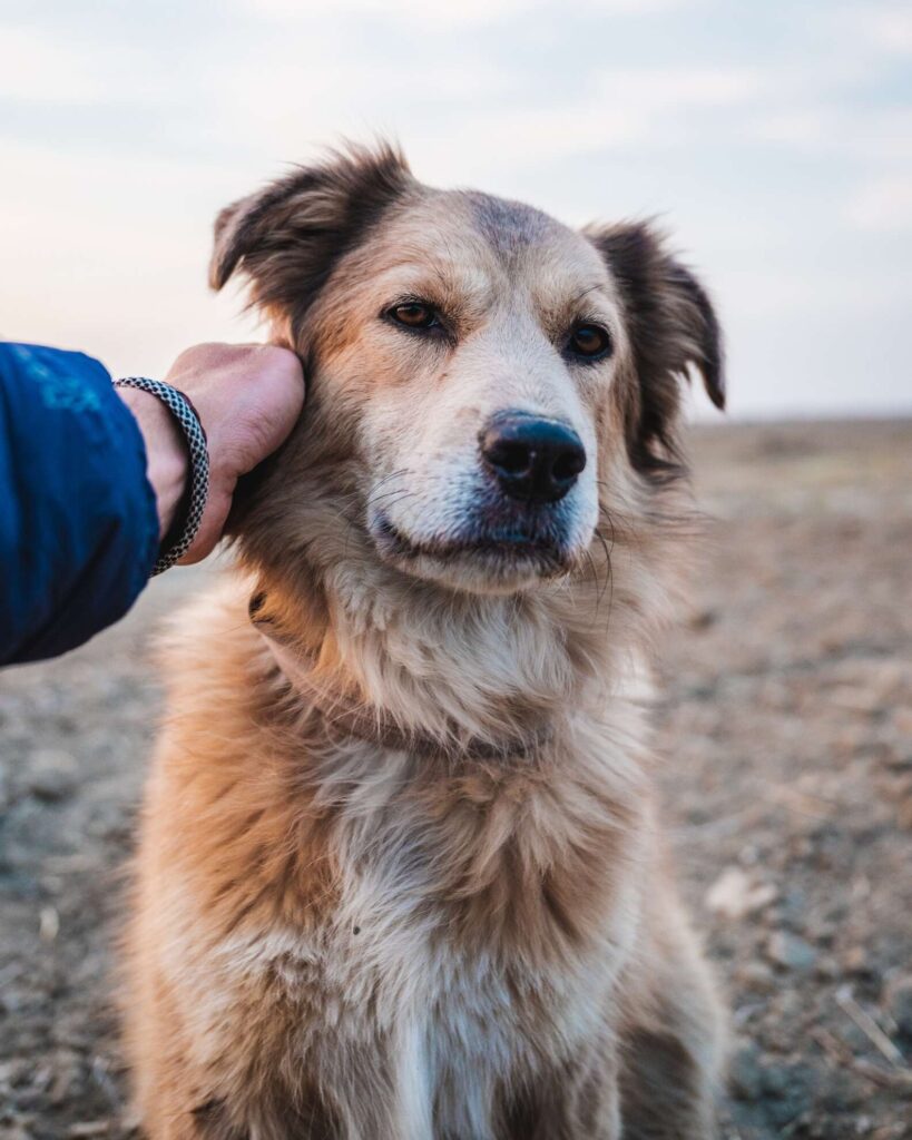 Meet Savannah: The First Dog to Walk Around the World : Dog Breed Characteristics & Care