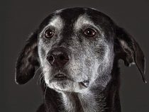 Top 10 Reasons for Adopting an Older Dog