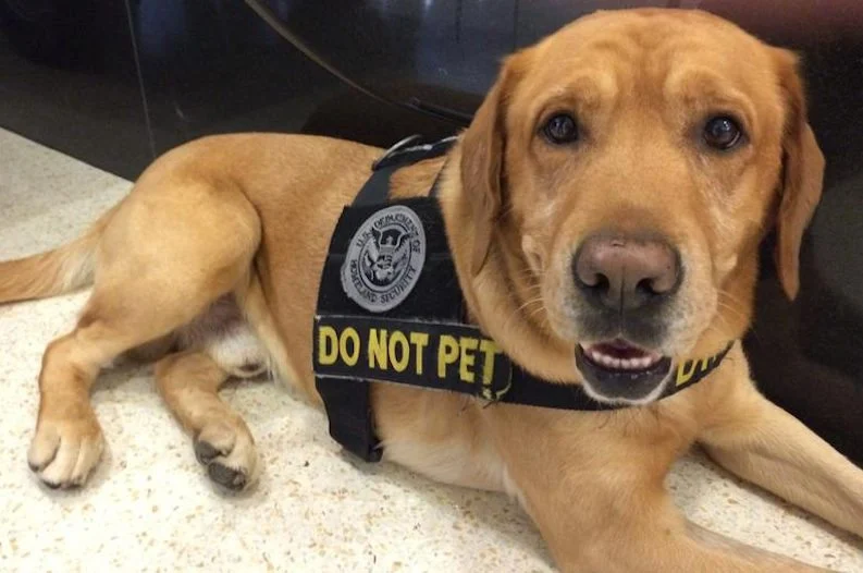 How to Qualify for TSA Dog Adoption: Dog Breed Characteristics & Care
