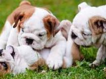 Top 10 Cute Dog Name Trends for 2016