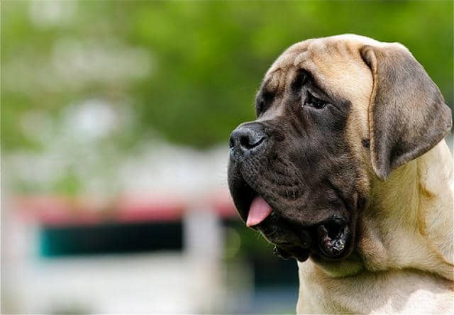 Top-10-Giant-Dog-Breeds