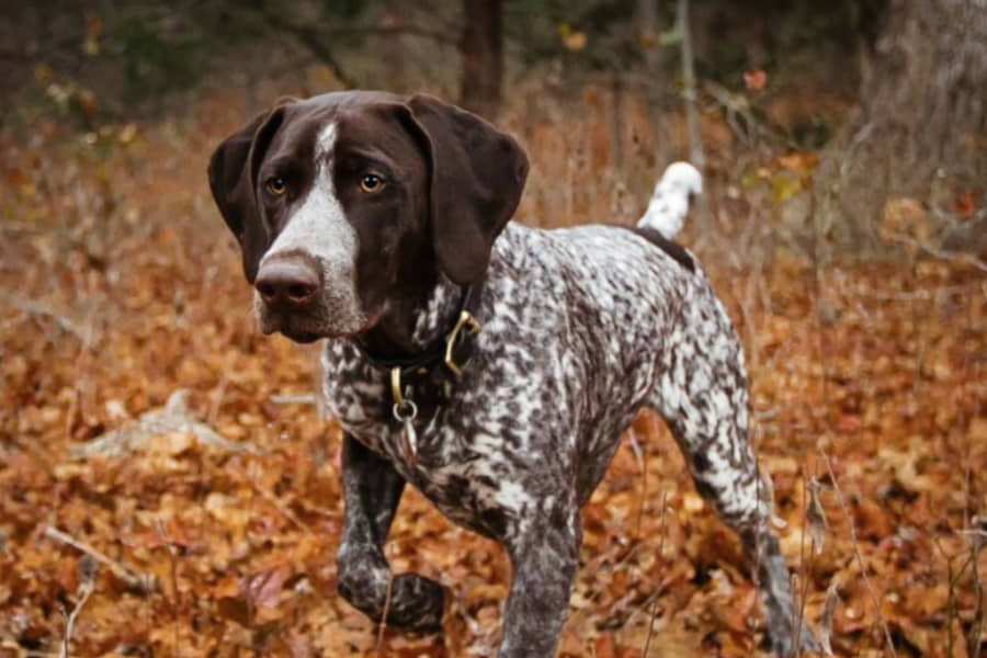 Top-10-Hunting-Dog-Breeds