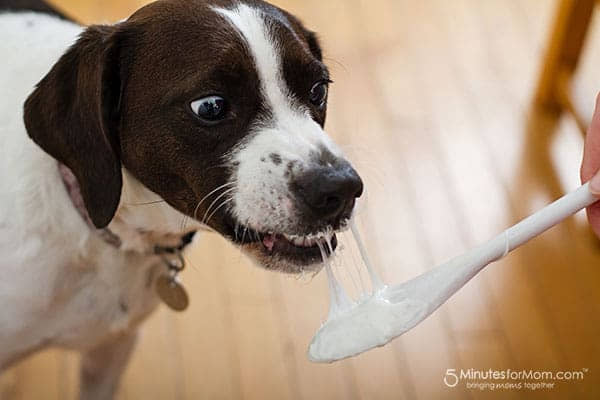 Can-Dogs-Eat-Marshmallows?