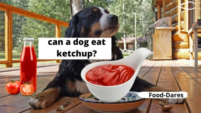 Can-Dogs-Eat-Ketchup