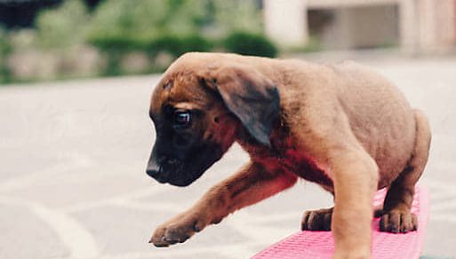 Get Stoked to Go Skateboarding With Your Dog